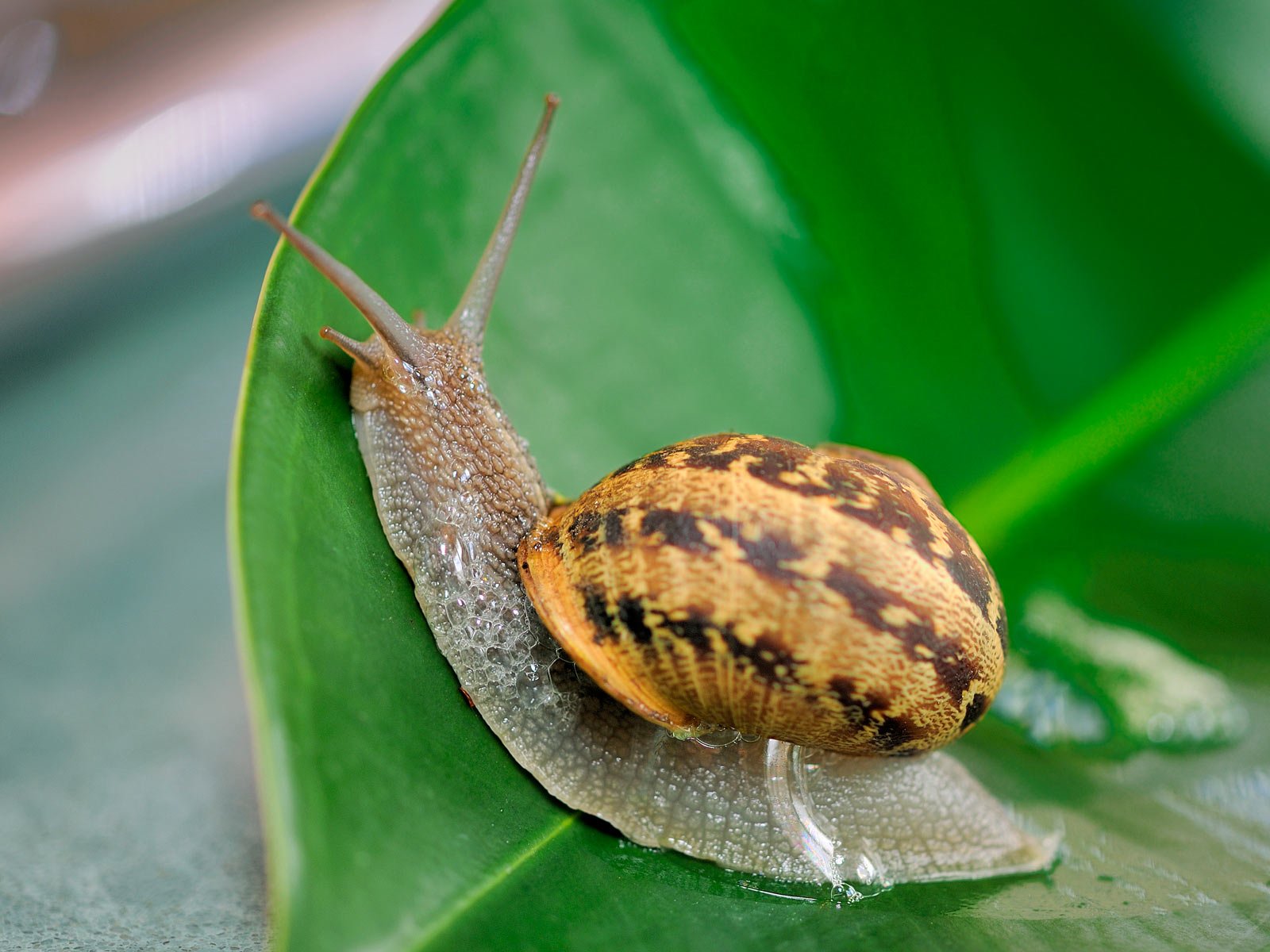 Snail-on-leaf Natural Snail and slug control for eco-friendly