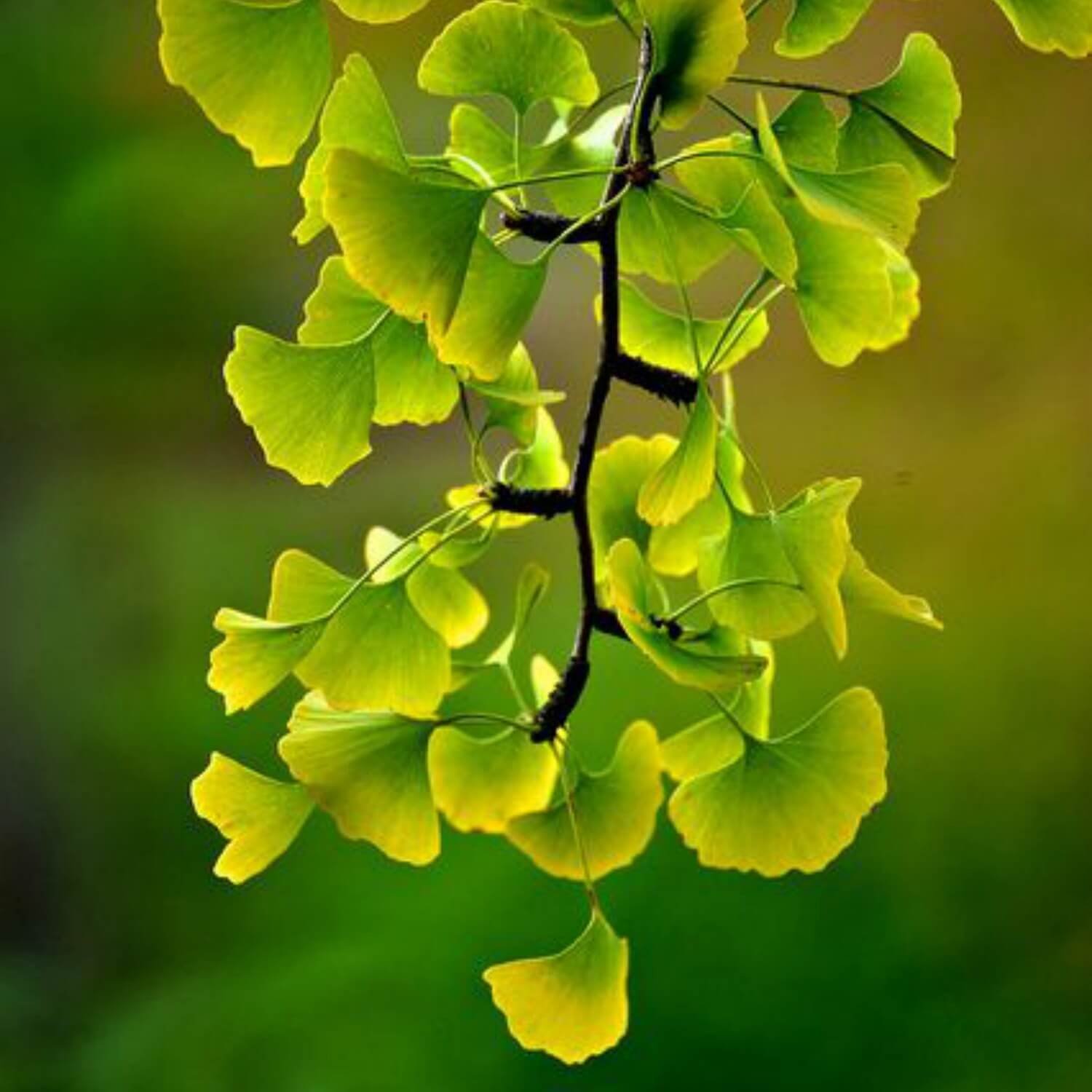 Branch-on-Ginkgo-tree Male Ginkgo tree