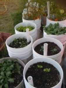 Bucket-planters1