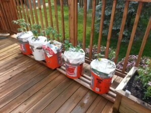 Bucket-planters2