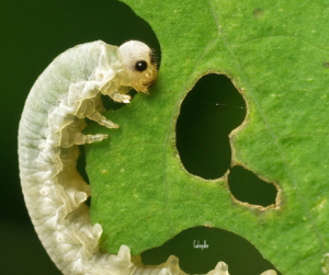 Caterpillar-eating-leaf