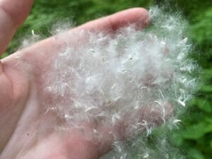 Hand full of cottonwood seeds