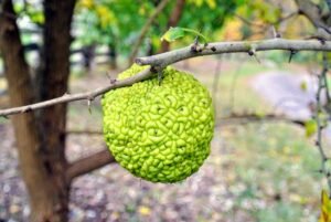 Osage-orange-fruit-on-branch