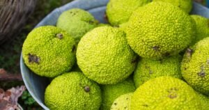 Osage-orange-fruit-on-table