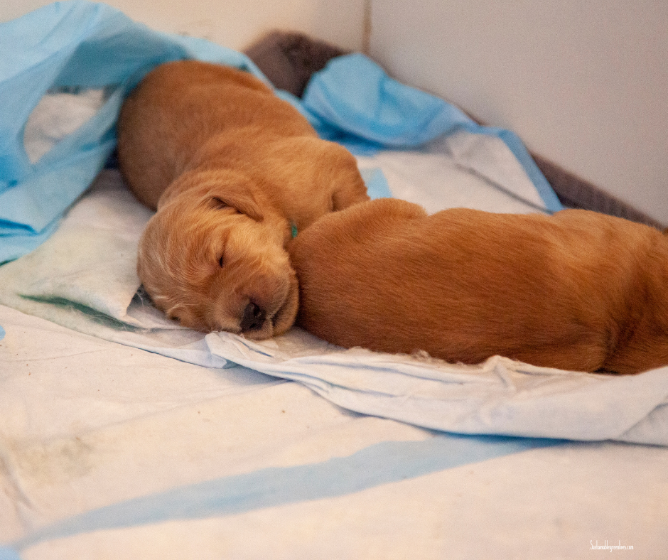 Two golden-brown puppies are sleeping peacefully on a blue and white pad. One lies on its side with its head resting on the back of the other puppy, both nestled closely together. The puppies have a serene expression, creating a warm and cozy scene. Two golden-brown puppies are sleeping peacefully on a blue and white pad. One lies on its side with its head resting on the back of the other puppy, both nestled closely together. The puppies have a serene expression, creating a warm and cozy scene.