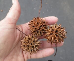 Sweet-gum-balls-in-hand
