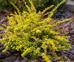 Yellow-barberry