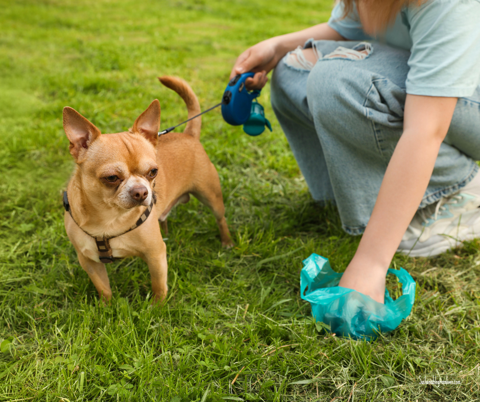 A person squats on a grassy area, holding a blue dog waste bag in one hand as they prepare to pick up after their tan Chihuahua. The dog is on a blue retractable leash, looking off to the side. The person is wearing a light blue shirt and ripped jeans. A person squats on a grassy area, holding a blue dog waste bag in one hand as they prepare to pick up after their tan Chihuahua. The dog is on a blue retractable leash, looking off to the side. The person is wearing a light blue shirt and ripped jeans.
