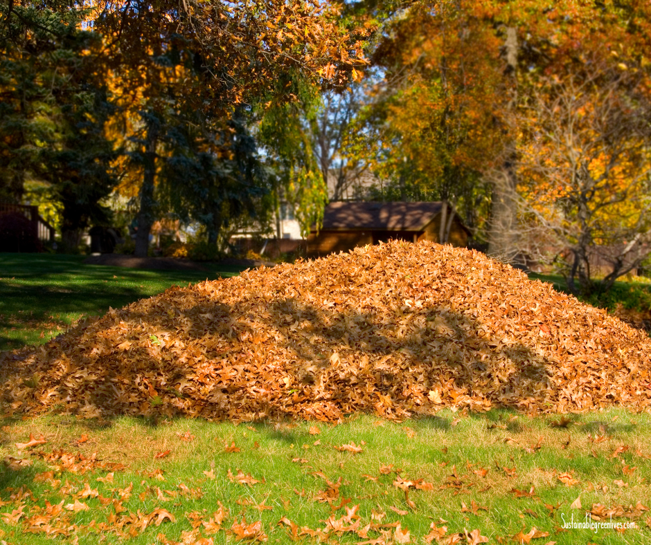 A large pile of autumn leaves sits on a grassy lawn, surrounded by trees with colorful fall foliage. A wooden shed is visible in the background under a partially clear sky. A large pile of autumn leaves sits on a grassy lawn, surrounded by trees with colorful fall foliage. A wooden shed is visible in the background under a partially clear sky. An eco-friendly fall leaves soution.