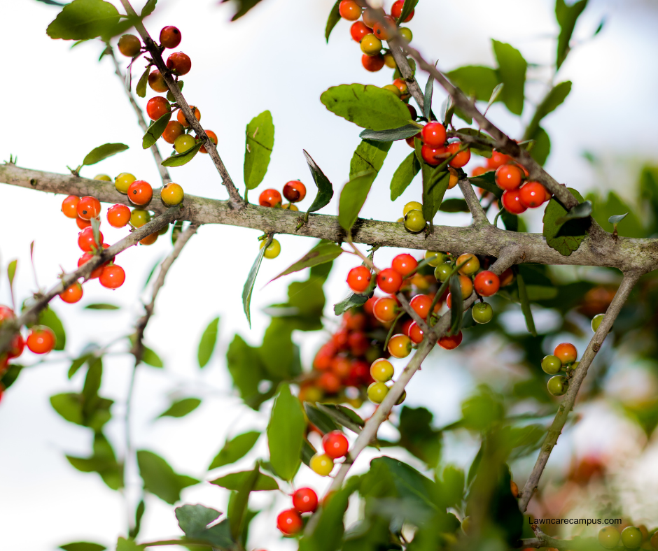 A branch with green leaves and clusters of small, round berries in various shades of red, orange, and green. The background is a soft blur of sky and foliage. A yaupon holly branch with green leaves and clusters of small, round berries in various shades of red, orange, and green. The background is a soft blur of sky and foliage.